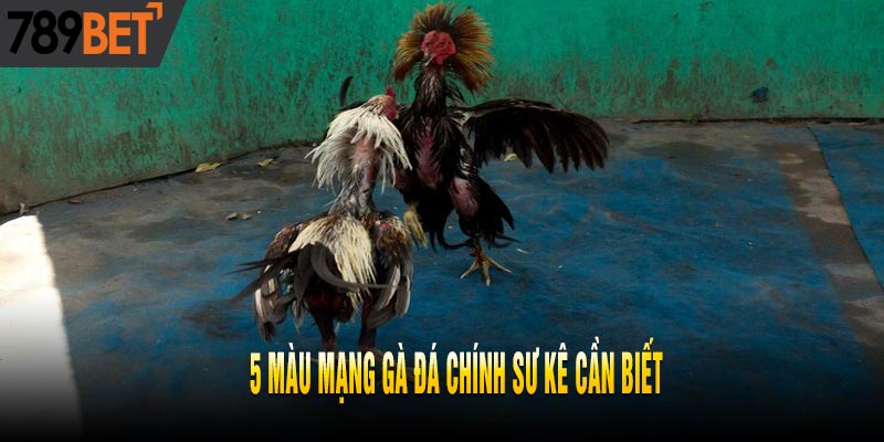 Hôm Nay Đá Gà Màu Gì Ngon? Cách Xem Màu Gà Đá Chuẩn