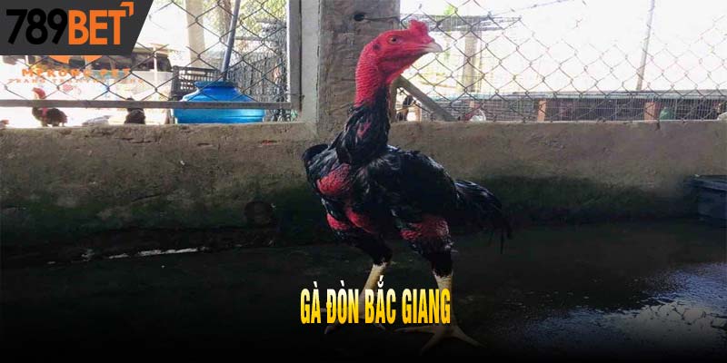 Khám Phá Top 5 Dòng Gà Đòn Đất Bắc Nổi Danh Nhất