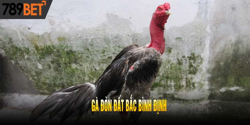 Khám Phá Top 5 Dòng Gà Đòn Đất Bắc Nổi Danh Nhất